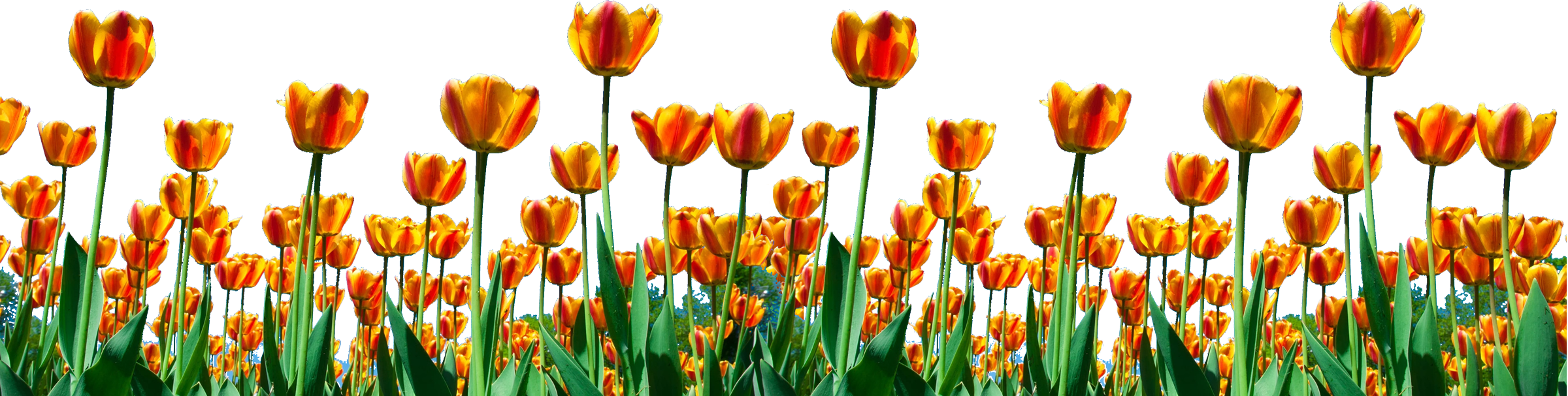 Tulipes